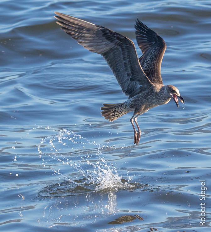 gull with fish